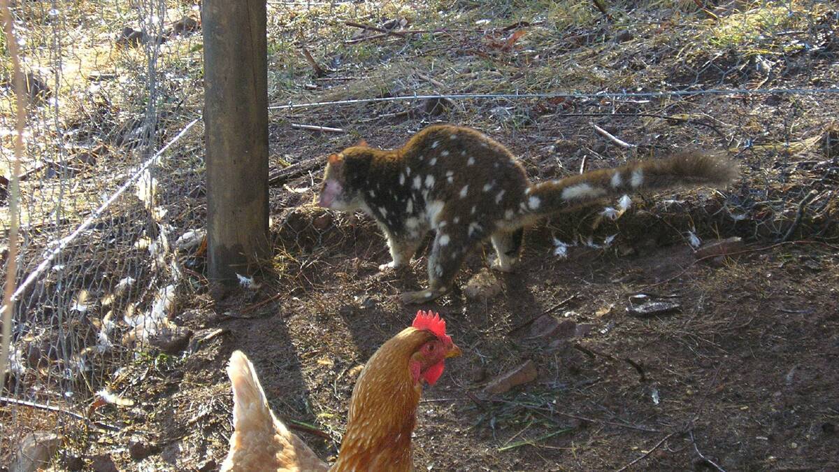 How to quoll-proof your hen house