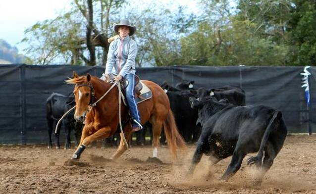 Jordyn Snape and Playdough finished equal first in Rookie cutting at round one for the Australian Stock Horse competition held at Gloucester Showground. Photo supplied.