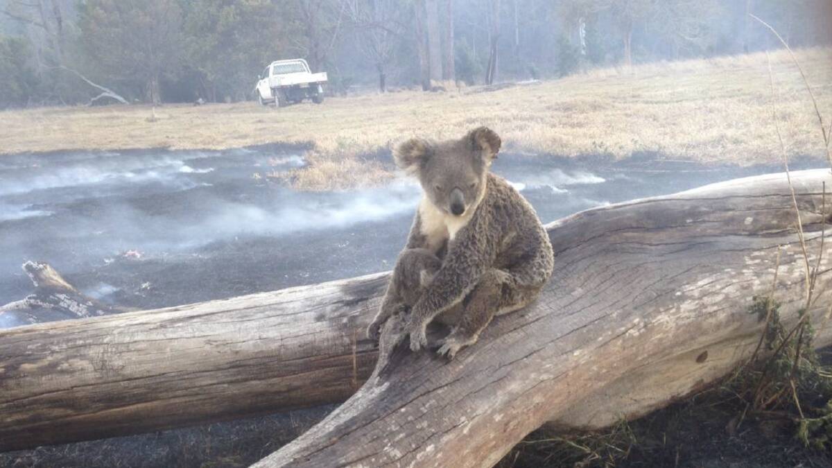 A koala amid the bushfires that ripped across the Mid Coast region in December 2019. Photo supplied by Aussie Ark