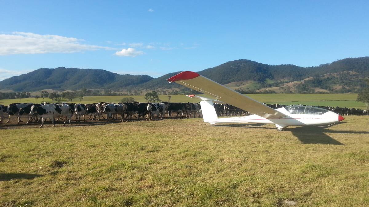 Glider among the cattle. Photo supplied