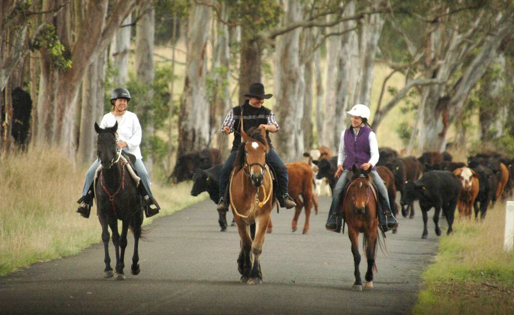 The cattle drive from Cooplacurripa Station to Wingham. File photo
