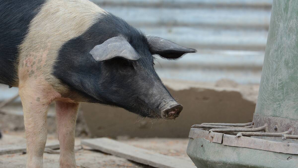 Pig owners: what not to feed your animals