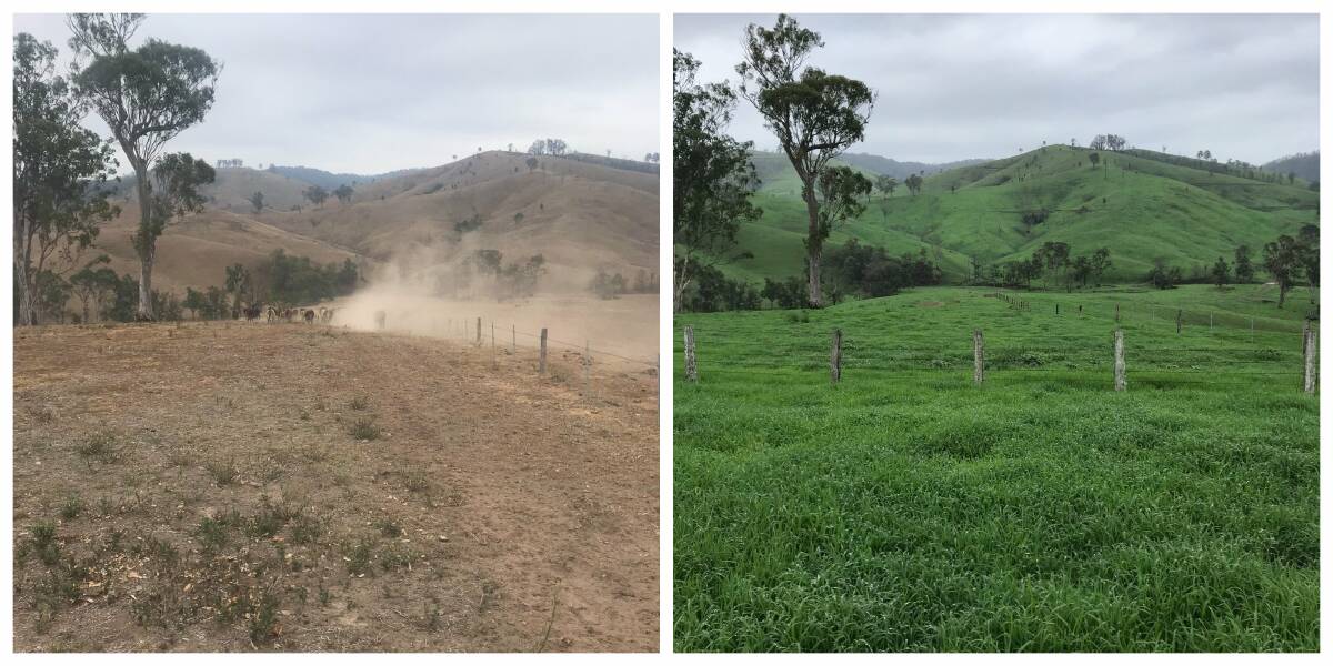 The rain has seen farmers pastures green up rather quickly. The photo on the left was taken on Bulliac Creek farm on January 7 and other on February 11 in the same location. Photos Phil Moore