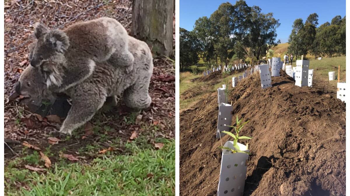 Plant food trees to help our koala population