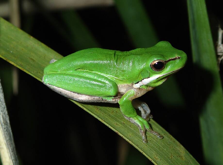 Eastern dwarf tree frog is common in the Mid Coast Council region. Photo supplied by Dr Jodi Rowley