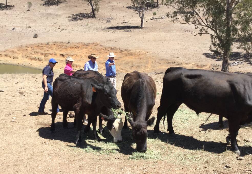 Hunter Local Land Services Agricultural Extension team visiting an Upper Hunter property recently. Photo supplied