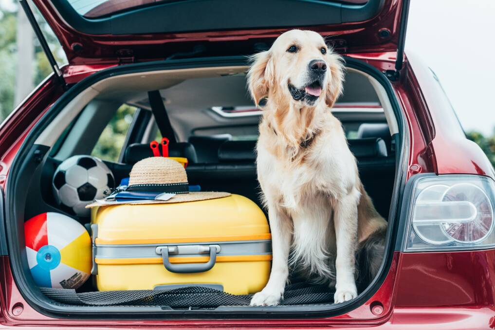 GO FOR A DRIVE?: Australians love travelling with their pets.