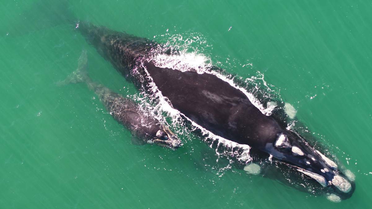 Where to see whales this migration season