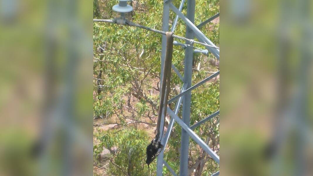The hungry olive python with a magpie goose in its mouth on electrical power lines in the Top End. Supplied pictured.