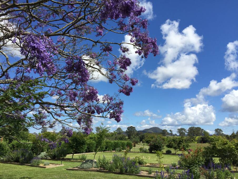 Wingham's new vineyard Jacaranda Estate opened to the public this month. Located on Appletree Street, the vineyard offers a variety of wines from the cellar door.