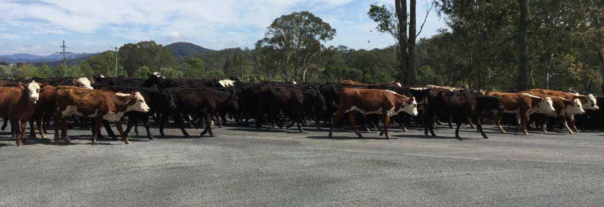 Cattle travelling to Wingham in 2015, the last time the traditional cattle drive was held from Cooplacurripa Station to Wingham Showground. Photo Elaine Turner 