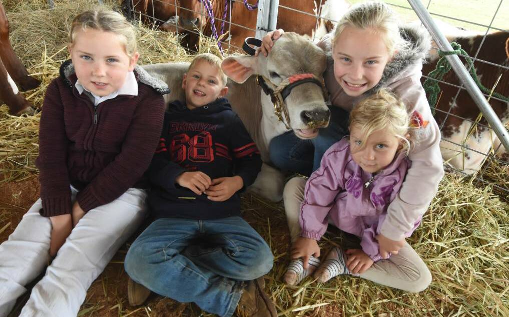 Showtime: Cattle, craft and country hospitality will all feature at the 2018 Bulahdelah Show on Friday and Saturday.