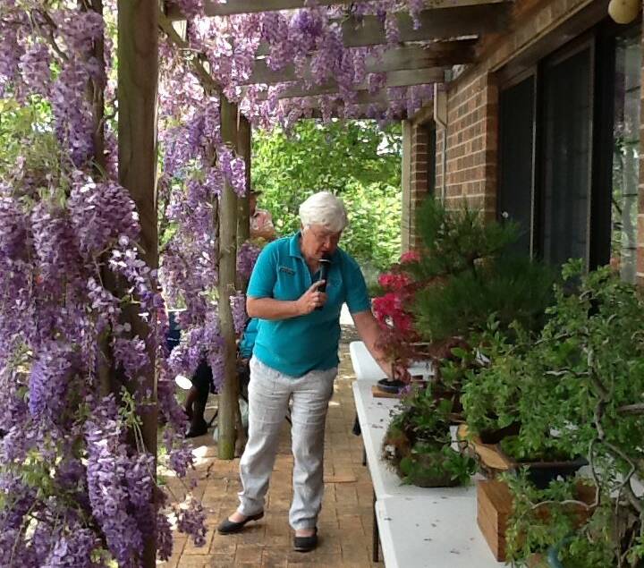 Vibrant: The lilac wysteria frames Kerry and David Marston's verandah as Kerry describes some of her bonsai collection and the best techniques for successfully cultivating the intriguing plants.