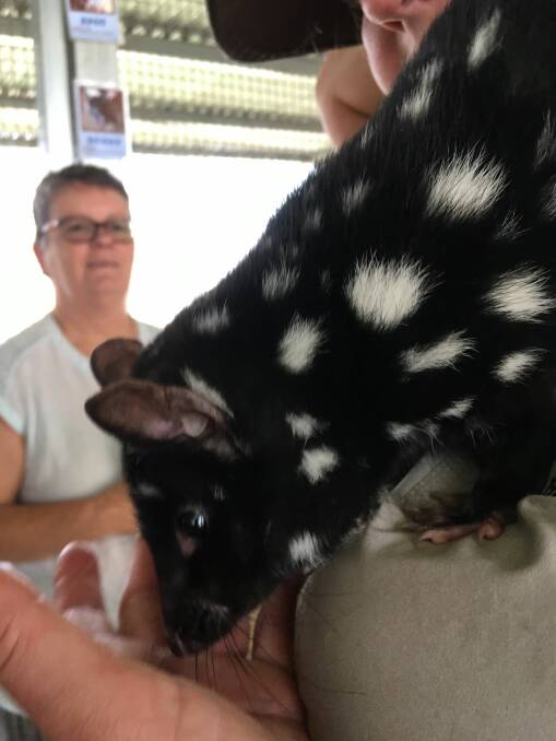 Curious: The unusual markings of the eastern quoll joey distinguish it in the wild.