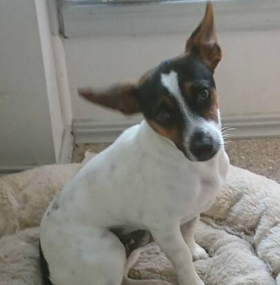 Bundle of energy: Iggy is a fox terrier puppy looking for a new family to love him.