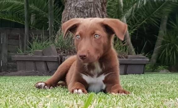 Mesmerising: Kelpie cross Charli has mesmerising eyes and wants to be your darling puppy with plenty of love to offer.