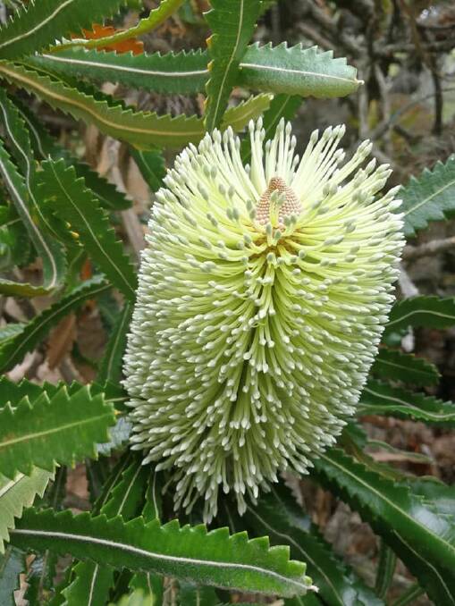 Banksias along the track in Saltwater National Park.