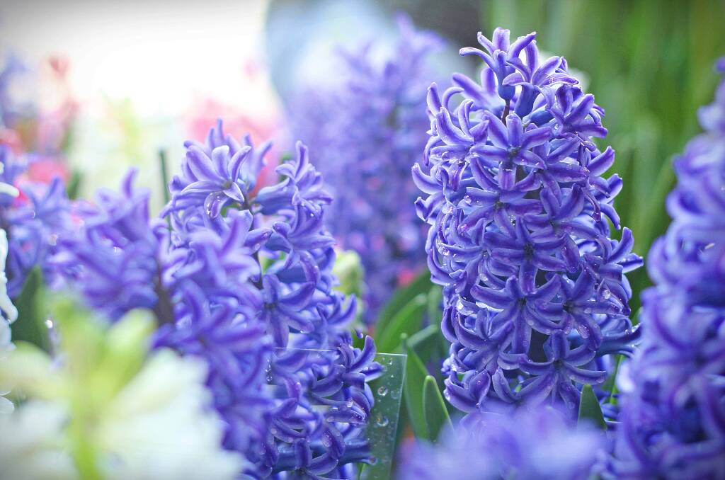 Spring blooms: Spring gardens are blooming with gorgeous fragrant flowers.