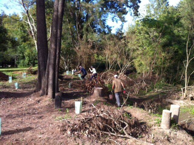 Hard yakka: The RiverCare group has replanted more than 600 native trees and shrubs along the Gloucester River bank. Photo supplied