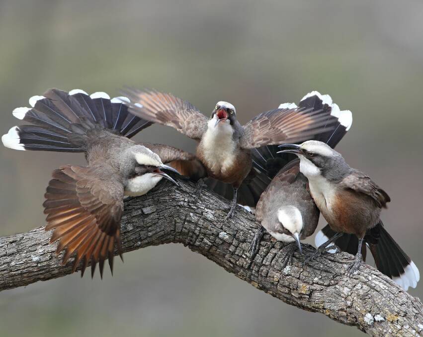 Very chatty: The grey-crowned babblers are a very social variety of bird found in the Gloucester district.