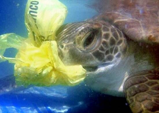 Don't be a tosser: A marine turtle is caught up by a plastic bag it has mistakenly tried to eat thinking it was a colourful fish. 