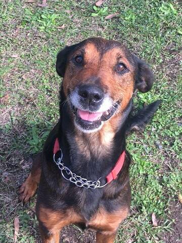 Say cheese: German shepherd cross Lady always has a smile on her face and it would be even bigger if she had a new family to take care of her.