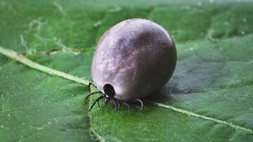 Fully engorged tick. Picture by Jerzy Gorecki.