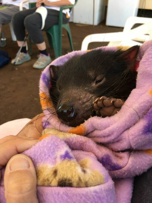 Cute for a devil: Sleepy Tasmanian devil joey. Photos supplied by Gloucester Environment Group.