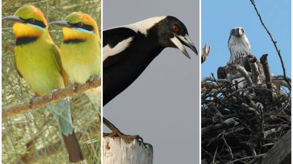 Bird count the biggest yet with almost two million recorded