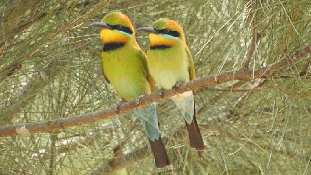 A pair of rainbow beeeaters photogaphed by @gbake1974 in the Macleay. Click the photo to take you to the full gallery