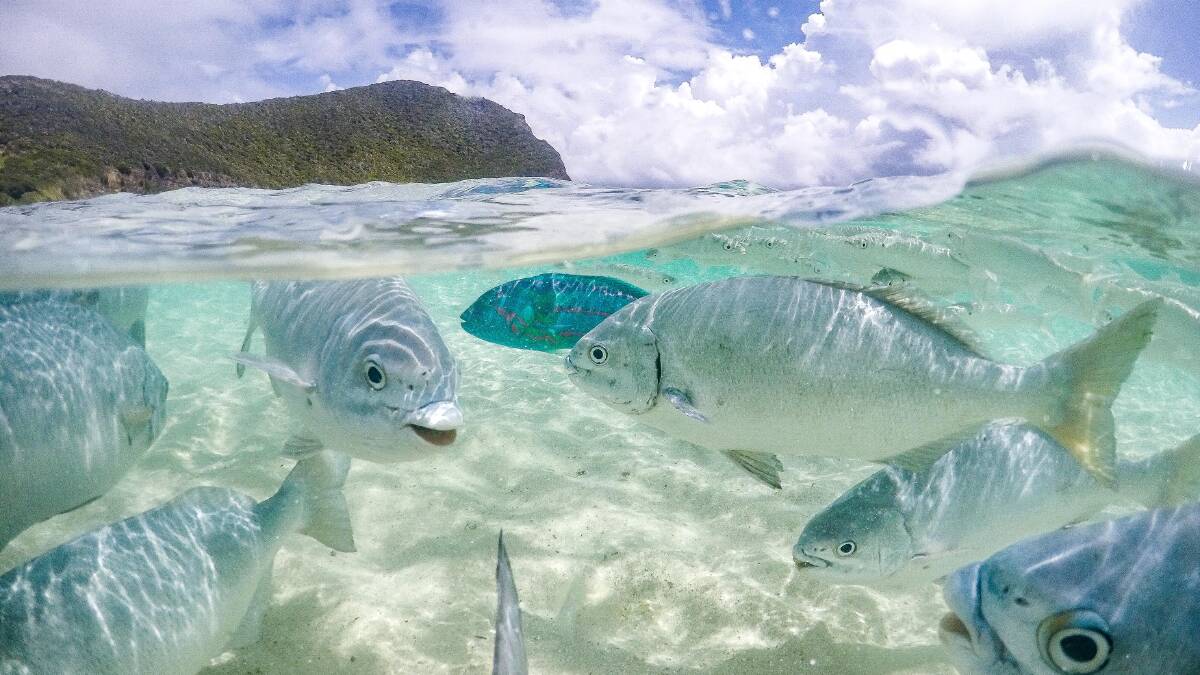 Ned's Beach: A literal flotilla of fish prepares to be fed at Neds Beach. Image: Jackson Arkadieff. 