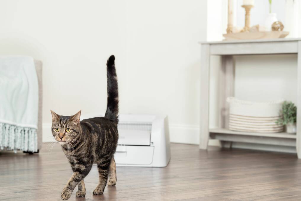 Experience the joy of ScoopFreedom with a self-cleaning litter box. Your cat will thank you, and you'll enjoy a cleaner, healthier, and more convenient litter box experience. Picture PetSafe