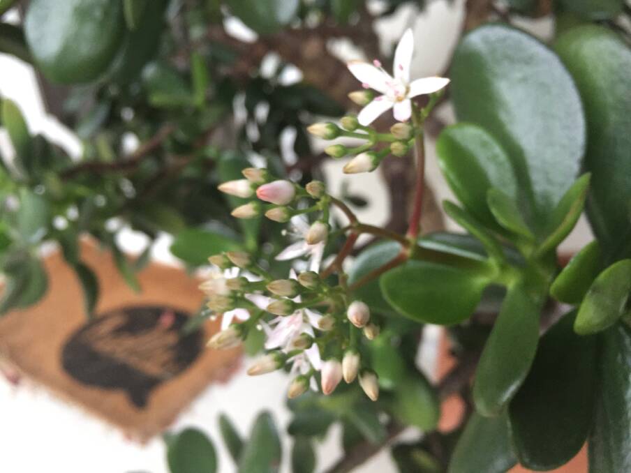 Surprise: First flowers on the jade plant.