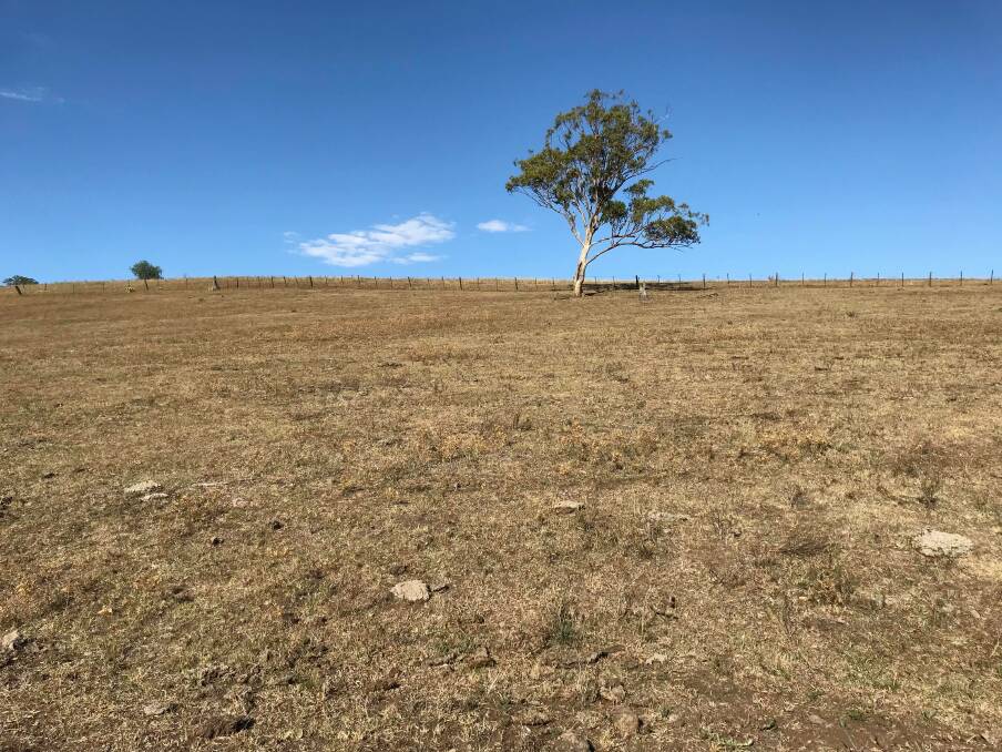 SEVERE CONDITIONS: Paddocks no longer provide plentiful views of feed. Instead, they offer a painful reminder of the Hunter's lack of rainfall. 