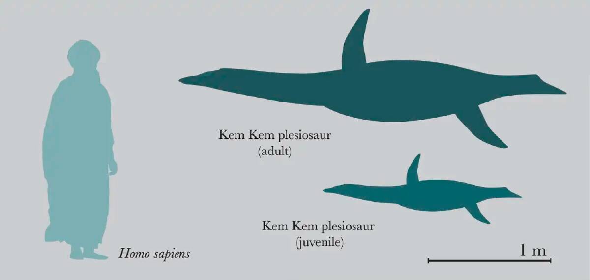 The likely size of the plesiosaurs in this river system. Picture: Dr Nick Longrich/University of Bath.