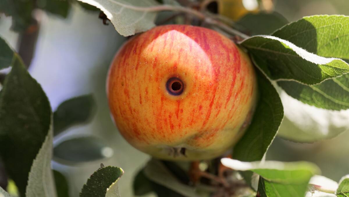 Trace of a codling moth boring a hole in an apple. Picture: Shutterstock.
