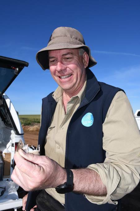CSIRO Researcher Steve Henry says the survivable rate of baby mice has been high this year. Picture: Supplied