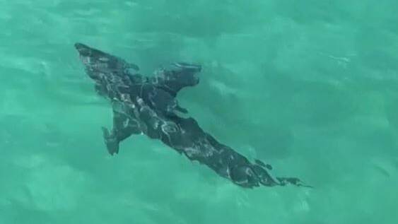 Great white shark cruises Nine Mile Beach