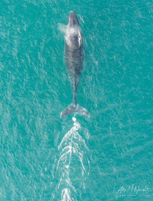 This image of the first entangled whale was snapped by photographer and ORRCA member Alex McNaught. It has 200m of rope trailing behind it. Photo: Alex McNaught.