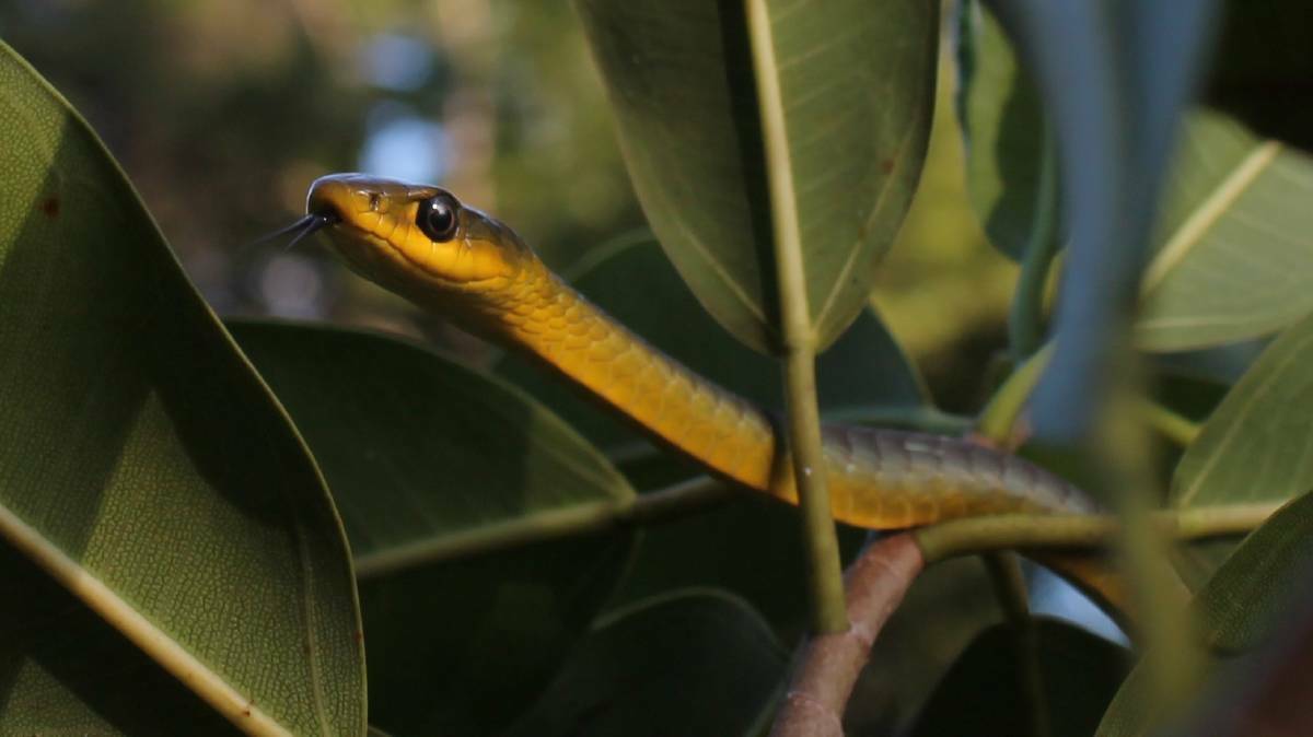  A COMMON SIGHT: Green tree snake. Photo: Supplied.