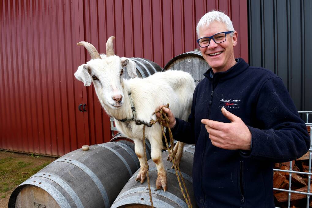 ANIMAL LOVE: Michael Unwin, owner and winemaker at Michael Unwin Wines, has a new friend on site and a mascot for his One Goat wine label. Pictures: Jeremy Bannister 