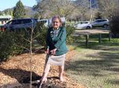 Denise Bruce planting a tree was one of her first official functions as District Governor of Lions. 
