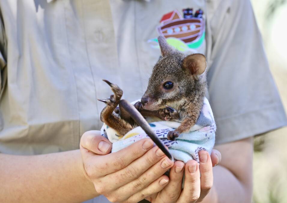 This little orphaned female joey needs a name and if your choice of name wins, you get to meet her up close and personal. Photo courtesy Aussie Ark