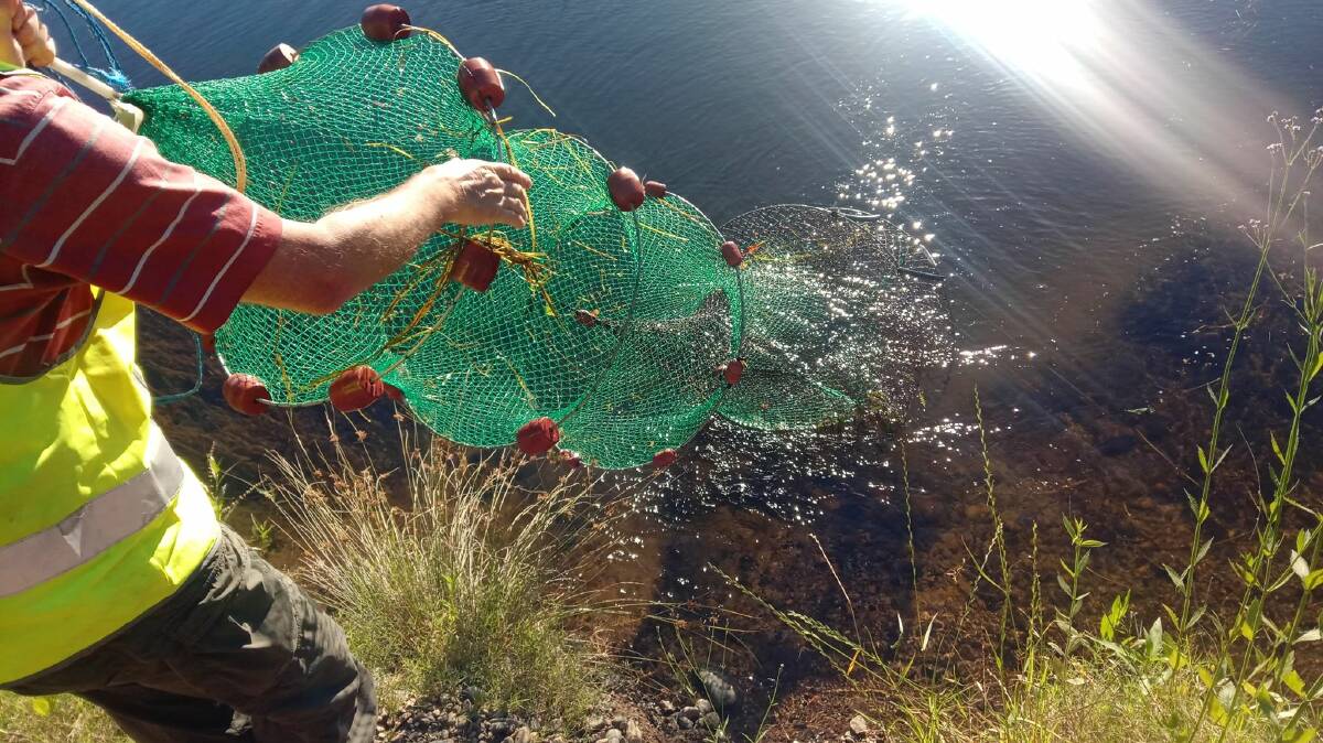 Ecologist and turtle surveyor Dr Bruce Chessman pulls a trap from the Manning River. Photo: Jennifer Granger