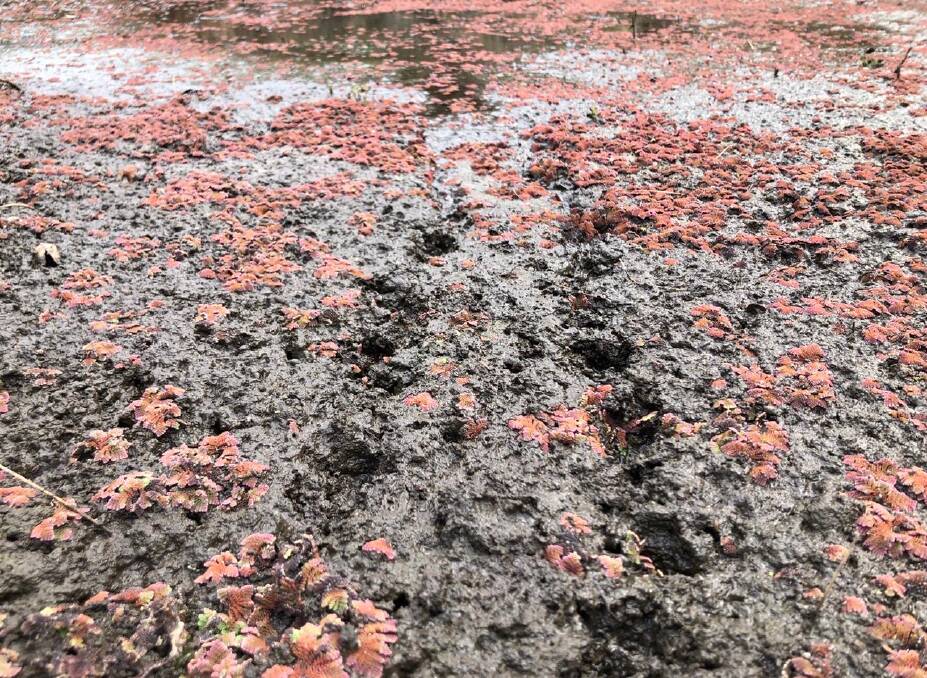 Turtle tracks leaving a stagnant pond in the Barnard River. "They've left the pond. That pond is no longer habitable. That turtle perished. I don't know whether that was an Eastern long-neck or a Purvisi, I can't tell. But that turtle perished," Tim said.