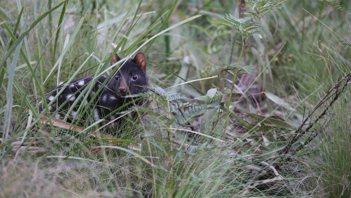 A released Eastern quoll living wild in the Barrington Tops sanctuary. Photo: Aussie Ark