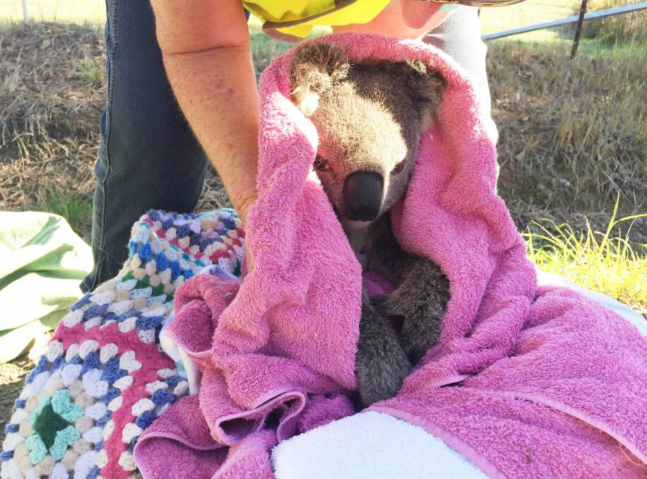 Unhappy boy: Christeen McLeod of Koalas in Care rescuing a koala hit by a car on Tinonee Road near Alpine Drive. Photo: Julia Driscoll
