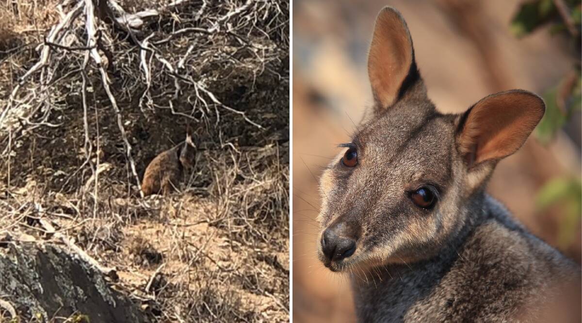 Endangered brush-tailed rock wallabies are in an extremely dire situation due to fire and drought with no food available Photos: Lachlan Gilding, Aussie Ark.