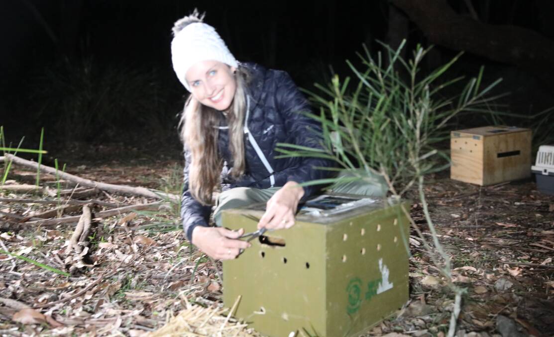 Proud moment: Aussie Ark curator Hayley Shute releasing Eastern quolls into the wild. Photo: Aussie Ark