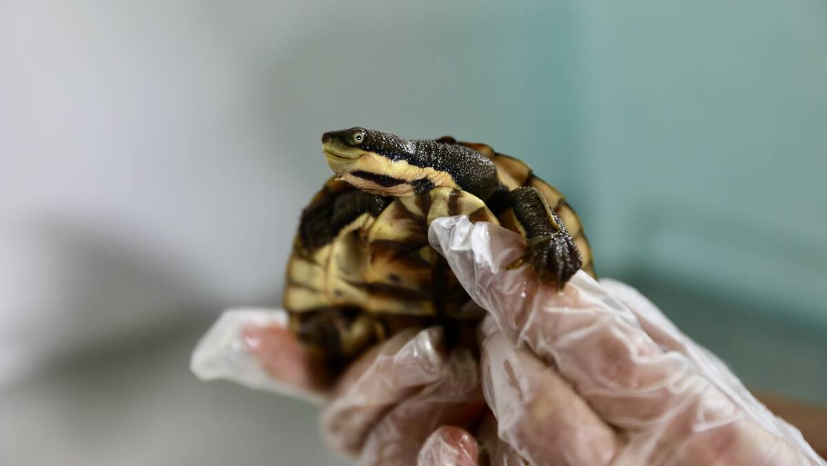 All clear: A juvenile Manning River turtle getting a health check ahead of being released in the wild. Photo: Aussie Ark
